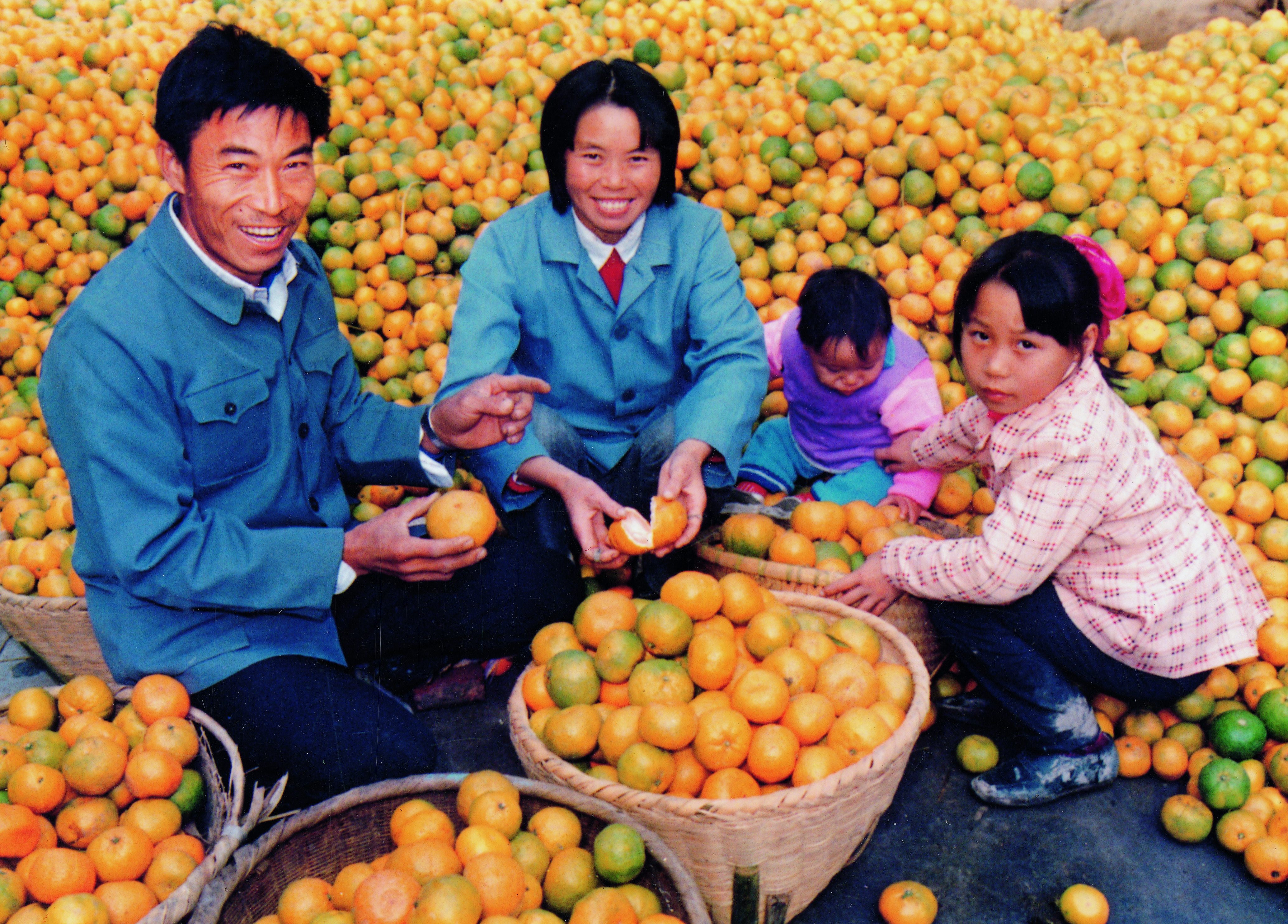 叶兴友和高冬青新婚第一年就种下了六十多棵橘树苗。1988年，他们家早橘大丰收，一家人喜上眉梢。（摄于1988年）_副本.jpg